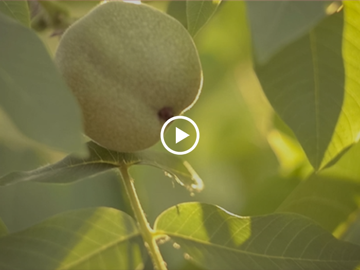 暫獲“最佳視頻營(ying)銷案例”獎